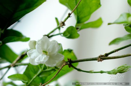 茉莉又开花了