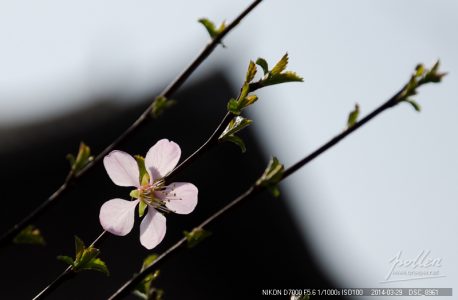 周末踏青随拍-花卉-桃花及其他（D7000 18-105）