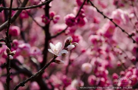 清明踏青滨河公园-碧桃花 D7000 18-105