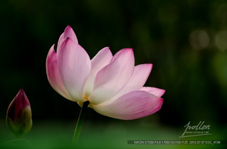 荷花和百合花的夏天