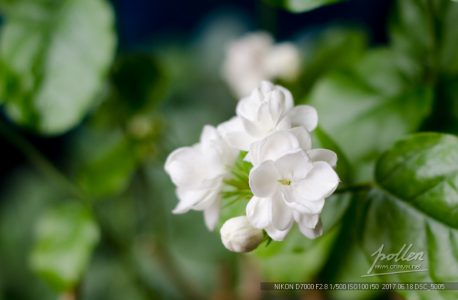 家里的茉莉开花了