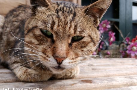 菜场门口的大猫（OnePlus 5）