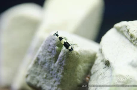 3月底新入的水晶虾