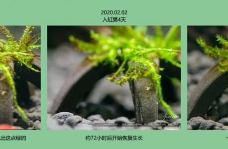 2022水晶虾翻缸-04.元宵节 NO2和NO3爆发