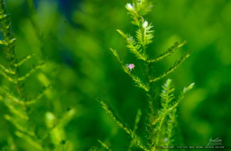 2022水晶虾翻缸-06.五一劳动节 首批小虾已下身