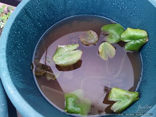 迷你睡莲分盆20130408