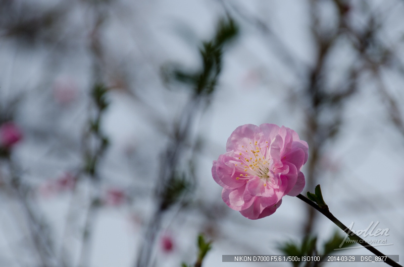 2014初春踏青-花卉-榆叶梅