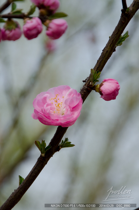 2014初春踏青-花卉-榆叶梅
