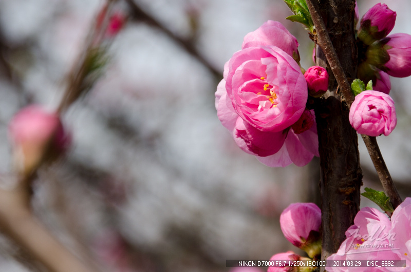 周末踏青随拍-花卉-榆叶梅（D7000 18-105）