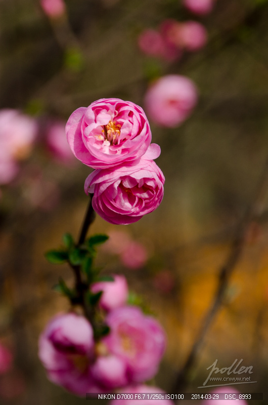 2014初春踏青-花卉-榆叶梅