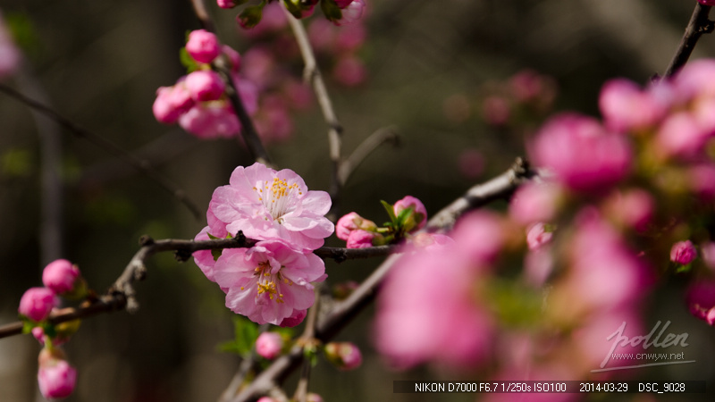 2014初春踏青-花卉-榆叶梅