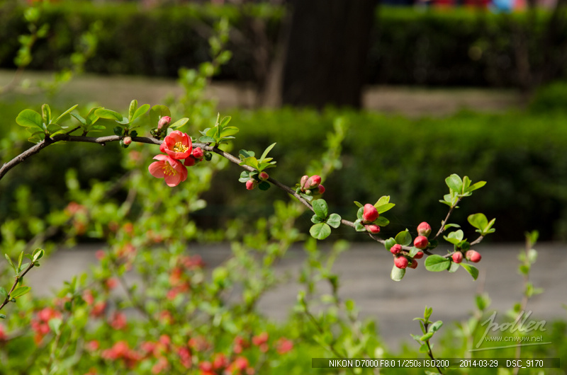 2014初春踏青-花卉-贴梗海棠
