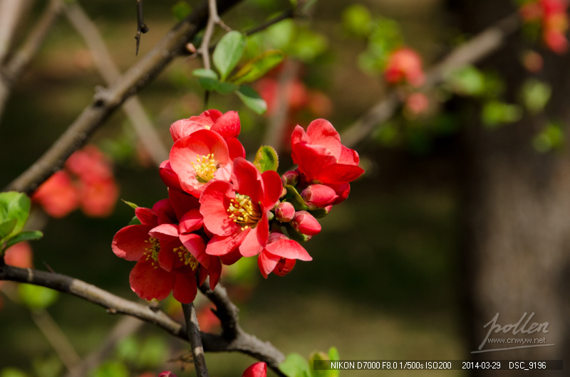 周末踏青随拍-花卉-贴梗海棠（D7000 18-105）