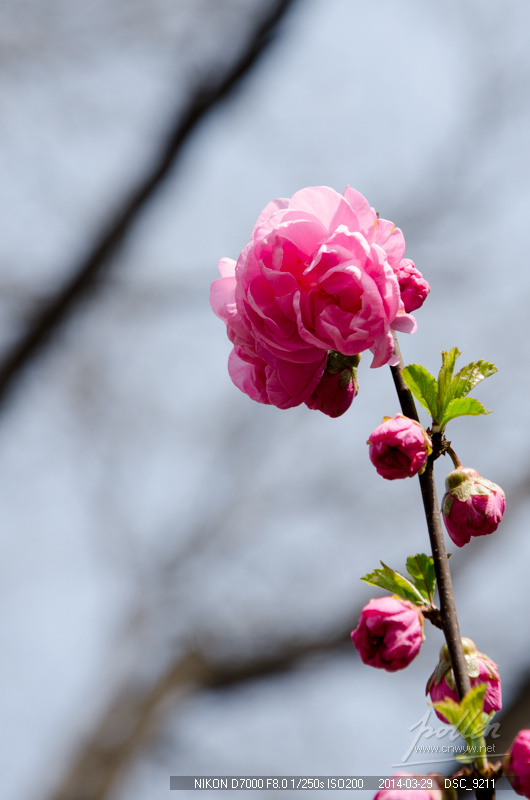 2014初春踏青-花卉-榆叶梅