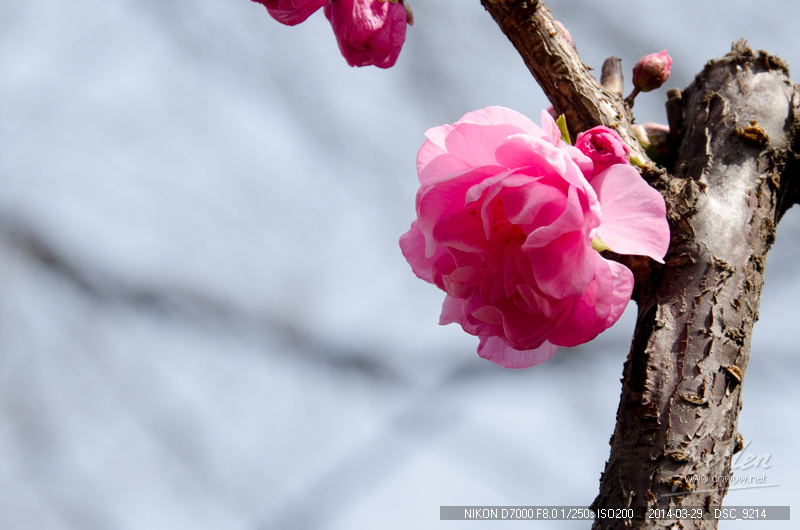2014初春踏青-花卉-榆叶梅