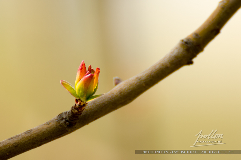 2016的春芽