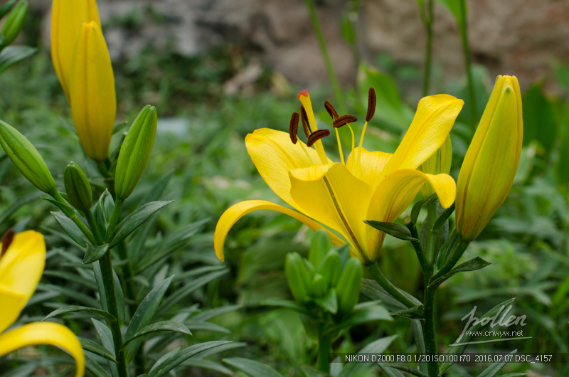 黄色百合花