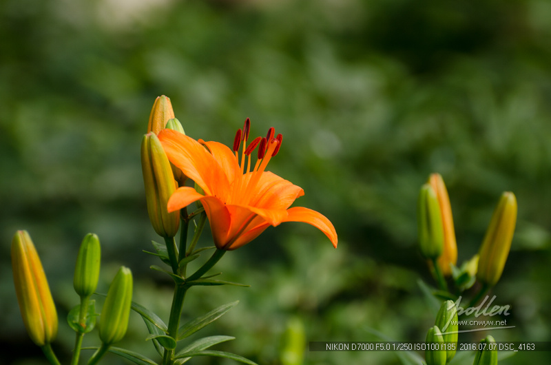 橘色百合花