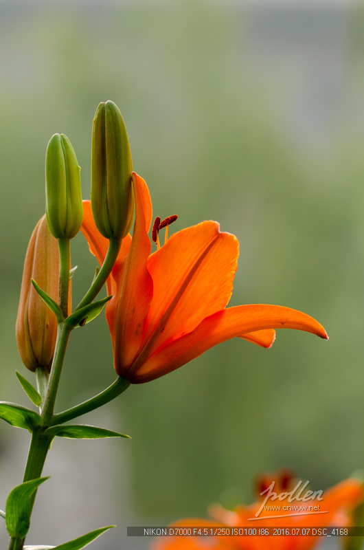橘色百合花