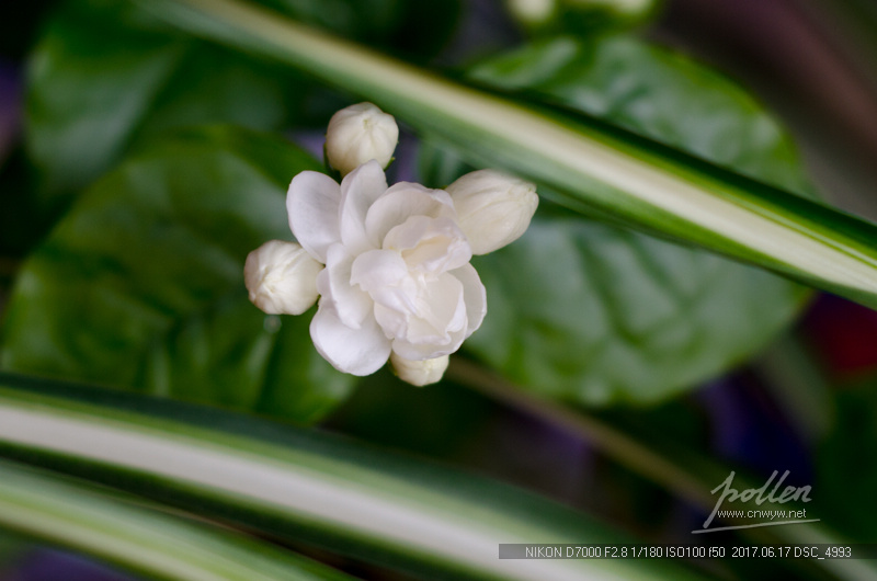 家里的茉莉花