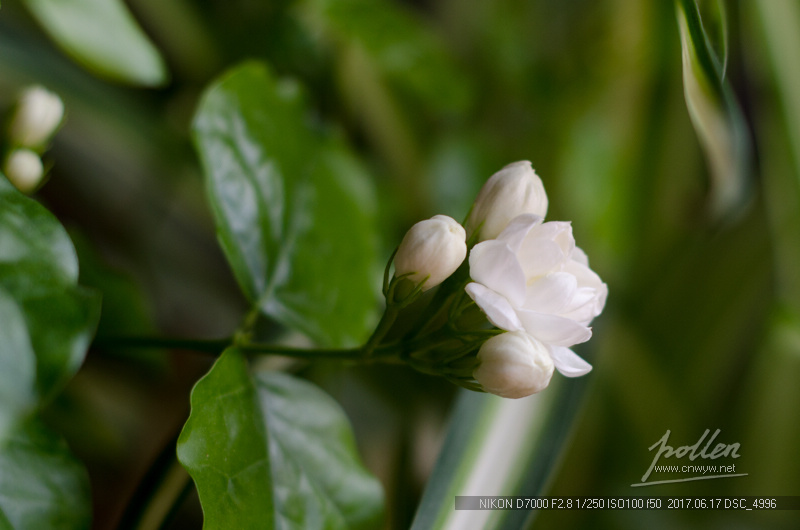 家里的茉莉花