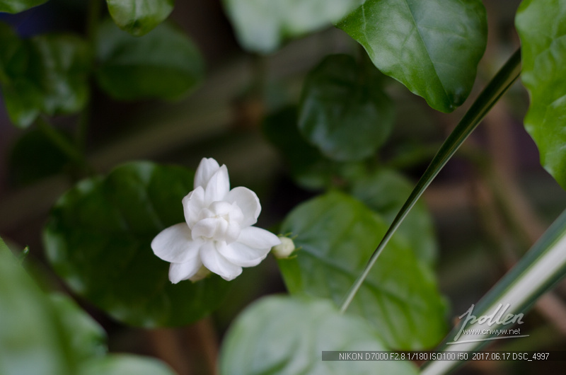 家里的茉莉花