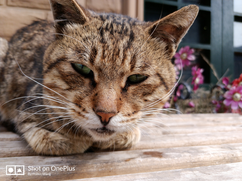 菜场门口的大猫（OnePlus 5）
