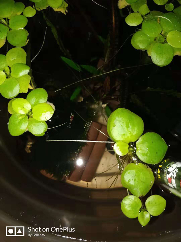 闯缸虾和水草的临时居所