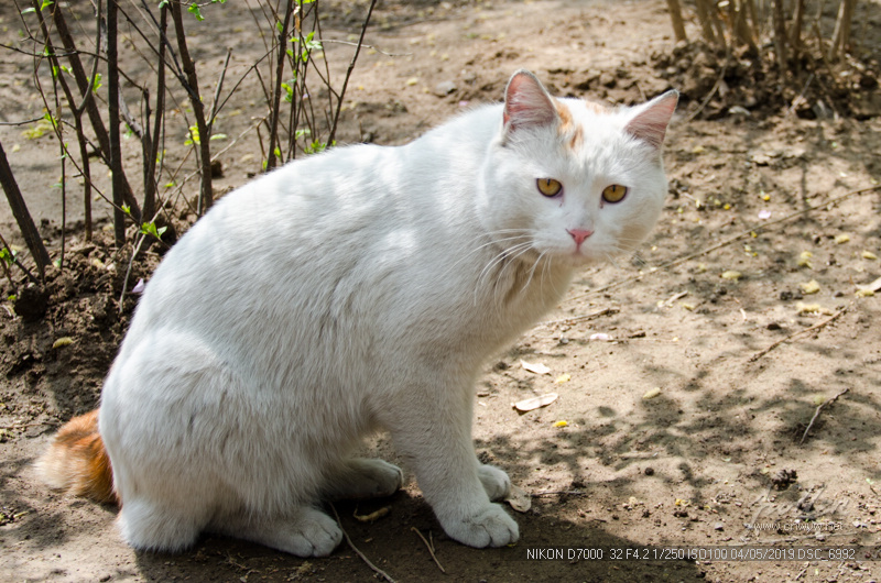 2019清明野猫