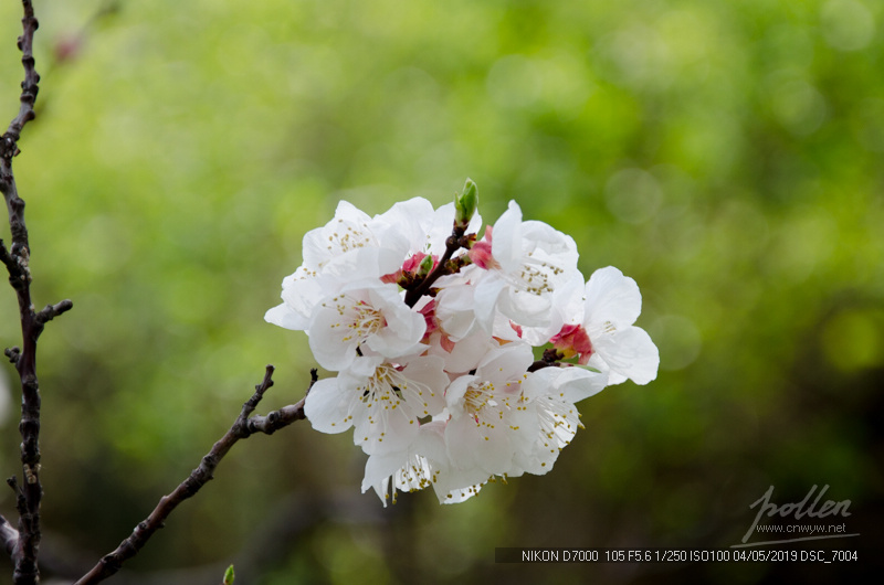 2019清明桃花
