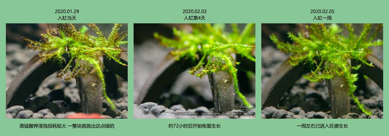 2022水晶虾翻缸-04.元宵节 NO2和NO3爆发