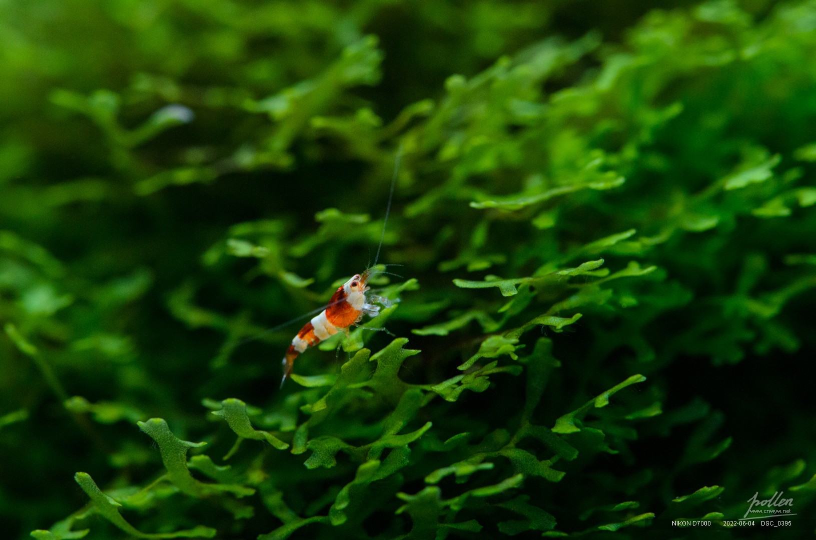 这只也超过5mm