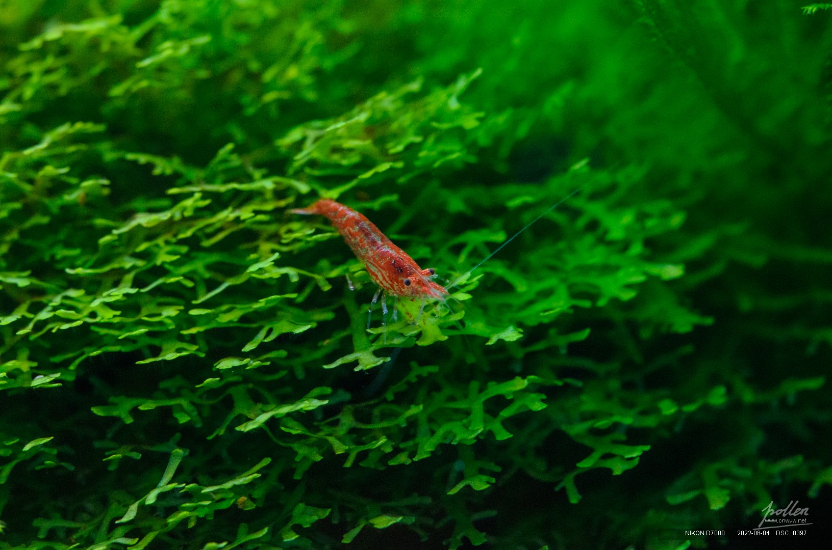 最早下身的樱花虾已经突破1cm