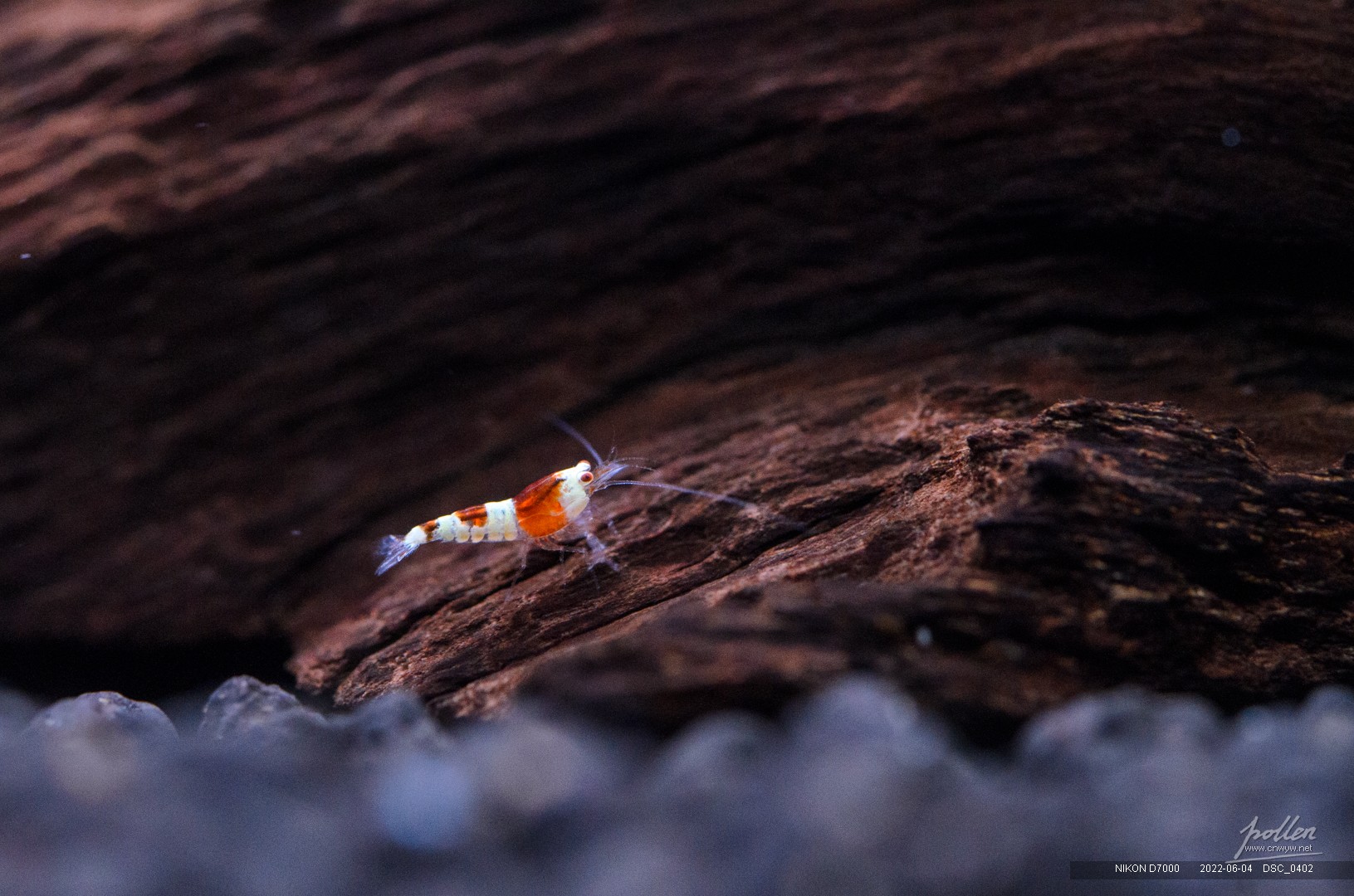这只已经超过5mm